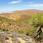 Yucca_pines_near_Ryan_Mountain_Trail,_Joshua_Tree_National_Park,_CA Yucca_pines_near_Ryan_Mountain_Trail,_Joshua_Tree_National_Park,_CA